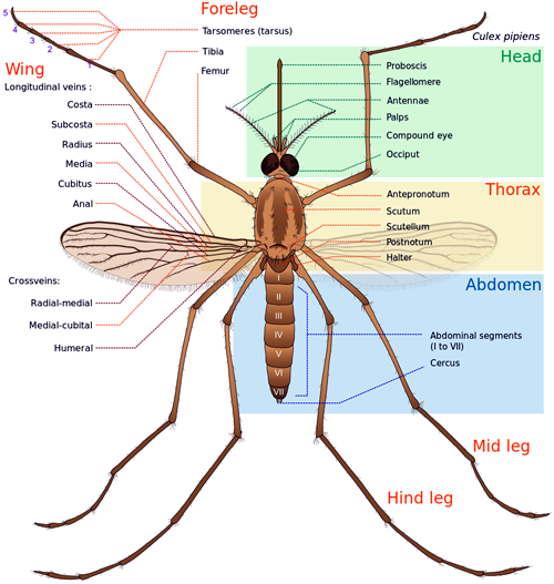 A Labeled Diagram Of A Mosquito · Life Cycle Of A Mosquito